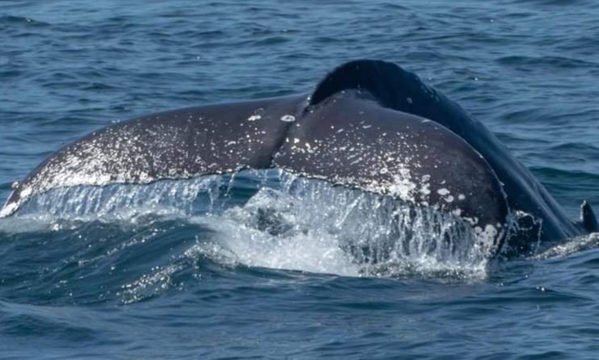 Whale Watch And Nature Cruise - Marina Del Rey Whale Watching 