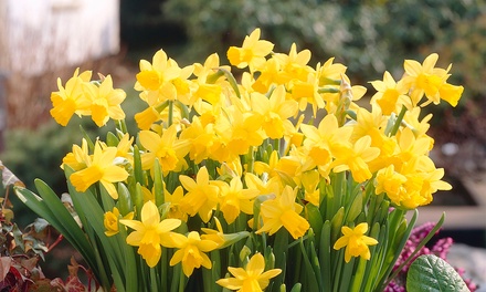 100 Narcissus Tete a Tete Bulbs | Groupon