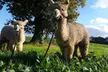 Furry Friend Adoption Packages: Choose Alpaca or Donkey at Charnwood Forest - Up to 50% Off - Image 2