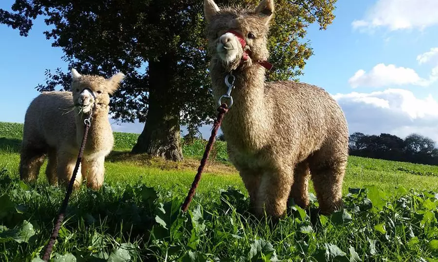 Furry Friend Adoption Packages: Choose Alpaca or Donkey