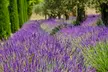 Fragrant English Lavender Hidcote & Munstead - Buy 24, 48, 72, 144, or 288 Plants - Second Medium