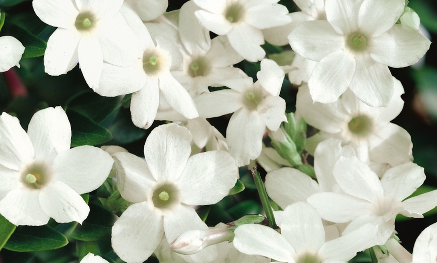 Image 5: Fragrant hardy shrubs 