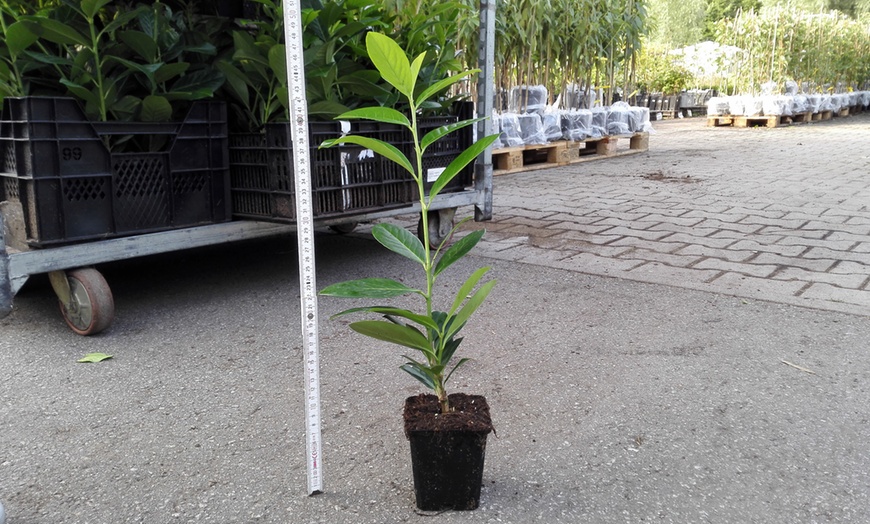 Image 2: 12 Cherry Laurel Hedge Plants