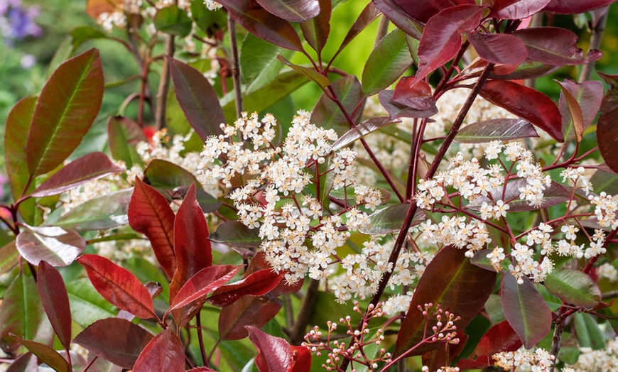 Image 3: Plantas de níspero