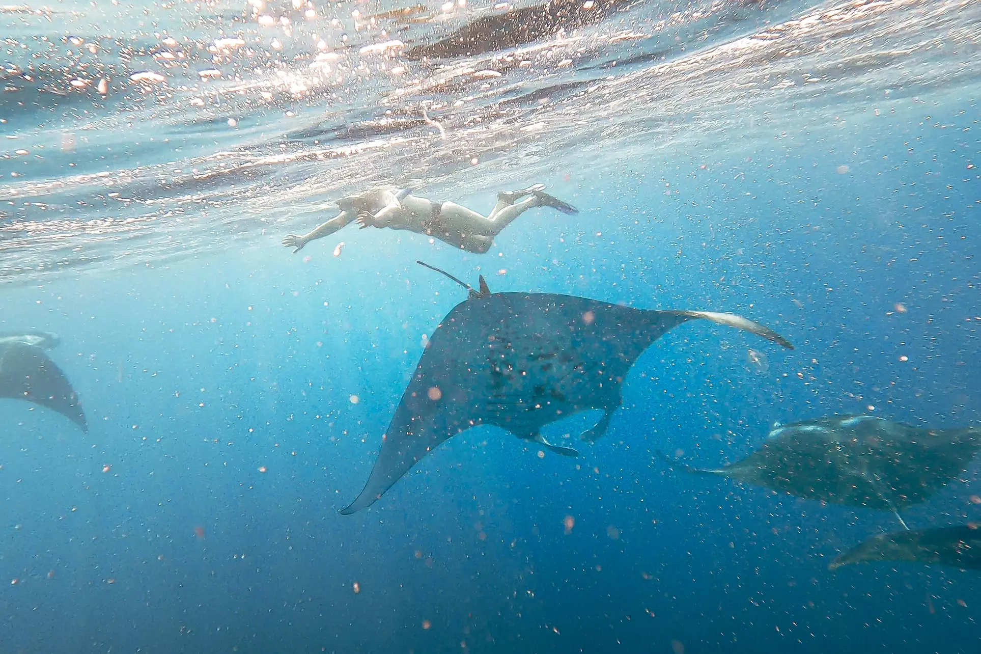 Kona Snorkel Tour at Hawaiian Adventures Kona (Up to 7% Off) - Primary Image