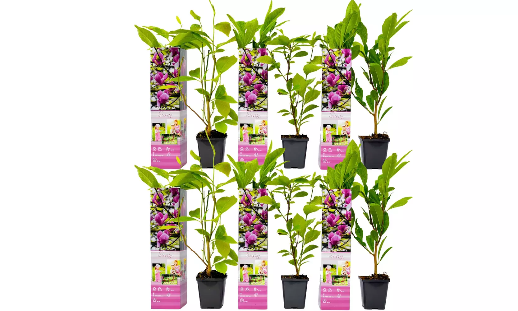 3x oder 6x Magnolien