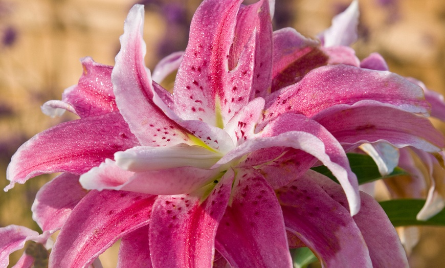 Image 5: Giant Tree Lily Bulbs