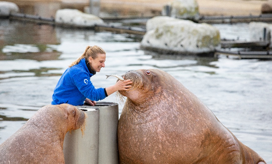 Image 3: Einrittskarte "Dolfinarium" in Harderwijk, Niederlande für 1 Person