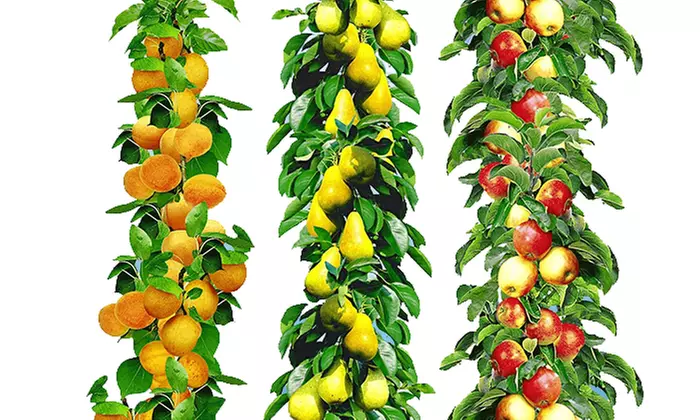 3, 6, 9 oder 12 Pflanzen Säulen-Obst Aprikose, Apfel und Birne - Primary Image