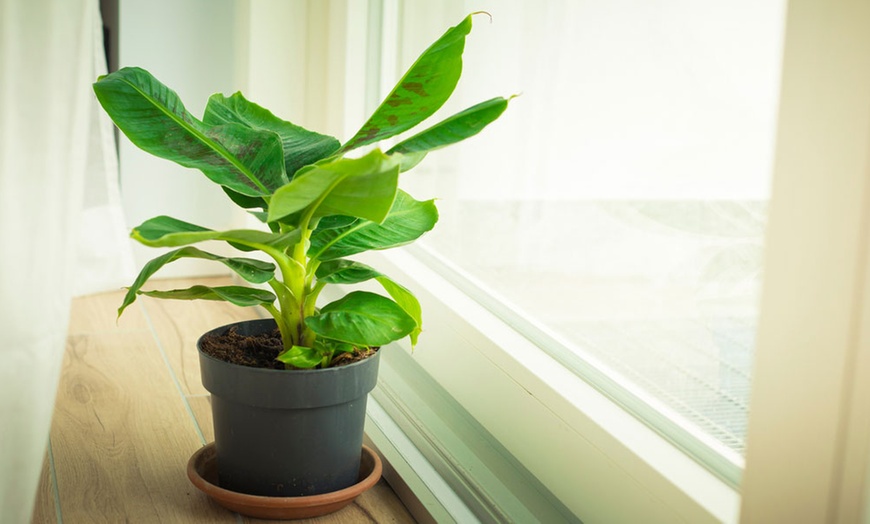 Image 6: Albero di banano da interno