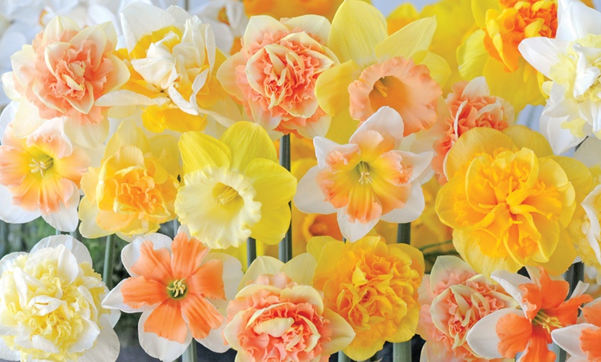 Image 1: 25 or 50 Bulbs of Daffodil Citrus Sorbet