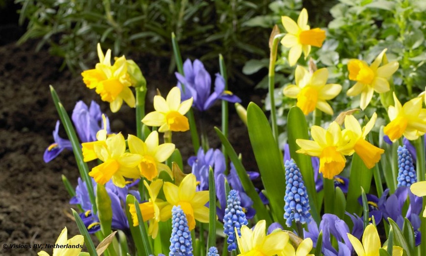 Image 2: Spring Symphony Mix 60 Bulbs