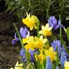 Image 2: Spring Symphony Mix 60 Bulbs