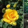 Image 1: Climbing Rose Trio Collection 