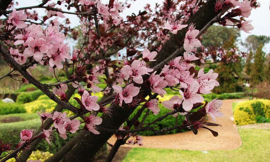 Image 1: Black Cherry Plum Plant