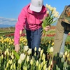 Image 8: See Skagit Valley in Bloom: Day Trips for 1, 2, or 4!