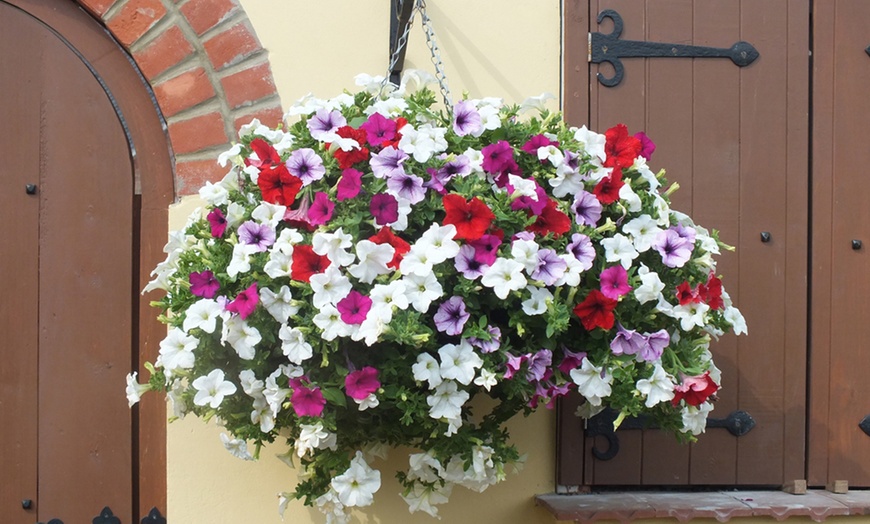 Image 3: 5 Petunia Mixed Plug Plants