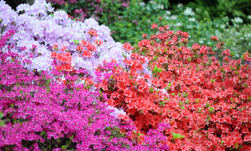 Image 2: Azalea Rainbow Collection Plants