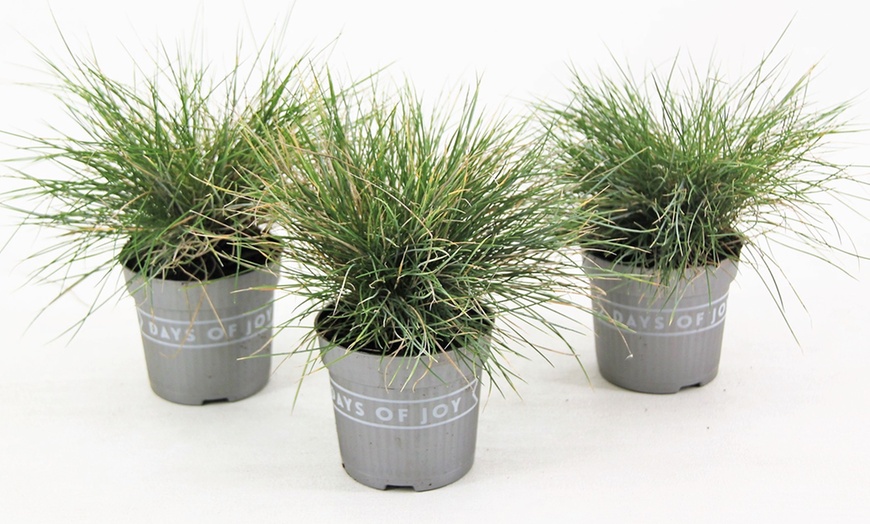 Image 5: Planta Festuca Glauca azul