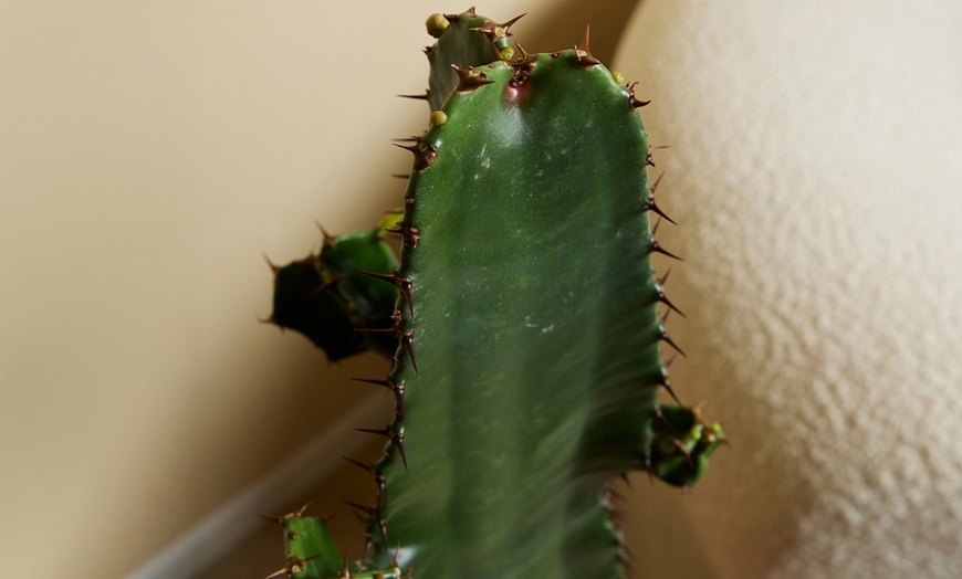 Image 4: 1 of 2 Euphorbia Acruensis “Cowboy Cactus” – hoogte 60-70 cm