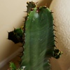Image 4: 1 of 2 Euphorbia Acruensis “Cowboy Cactus” – hoogte 60-70 cm