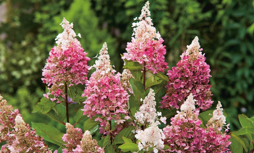 Image 1: Hortensia Paniculata-plant