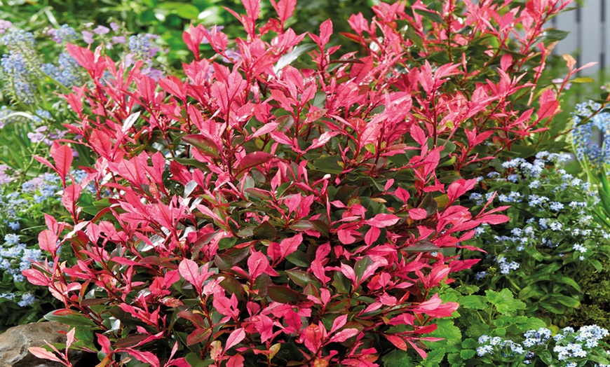 Image 1: Dwarf Photinia ‘Little Fenna’ – 1, 3 or 5 Potted Plants