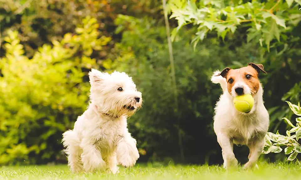 1, 2 ou 3 sifflets de dressage pour chien à ultrasons - Primary Image