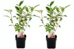 Lot de 2 ou 4 plantes Hydrangea paniculata 'Vanille Fraise' - Image 5