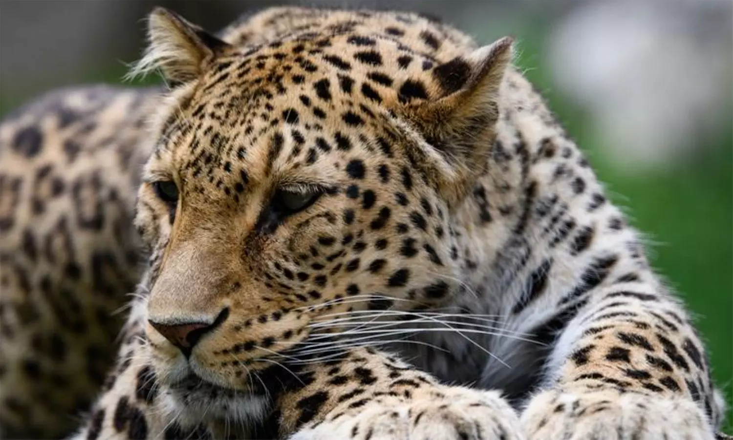 Tiere hautnah erleben: Tageskarte für 1 Erwachsenen od. Kind für den Allwetterzoo Münster (bis zu 23% sparen) - Primary Image