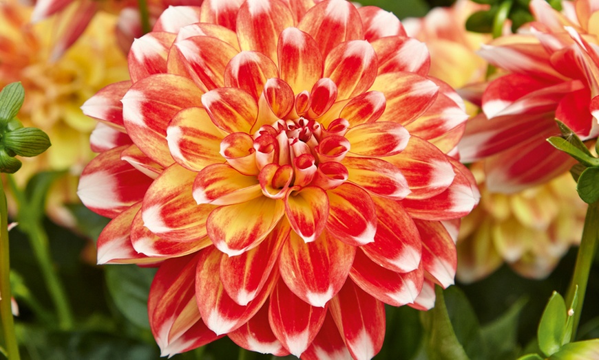 Image 2: Mixed Dahlia Plants