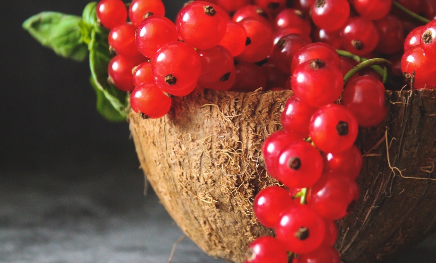 Image 4: Set de plantas de grosellas y moras de OH2