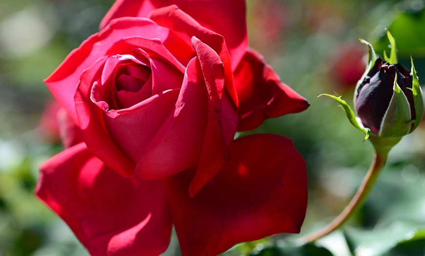 Image 2: Rosas de jardín perfumadas