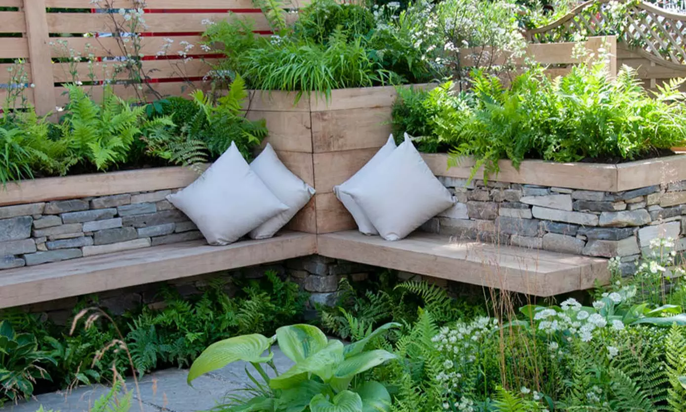 Set de 3 o 6 helechos diferentes