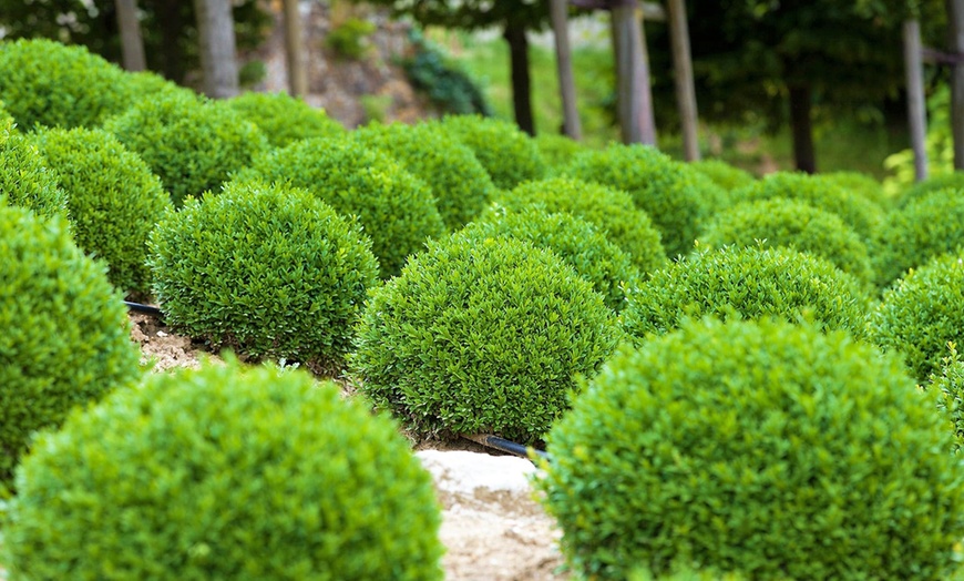 Image 3: 2,4 ou 6 Plantes boule Buxus