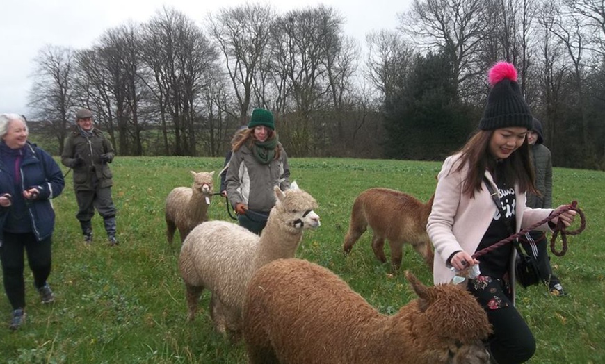 Image 1: Alpaca Walking Experience 