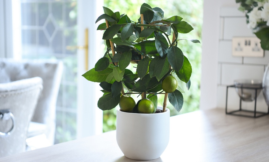 Image 8: Potted Citrus Fruit Plant