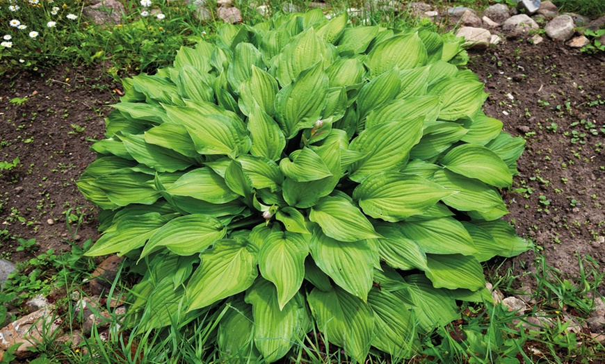 Image 7: 5 or 10 Hardy Hosta Collection Bare Roots