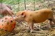Pet and Play for Up to Four or Pig Enthusiast Experience for One or Two at Kew Little Pigs (Up to 33% Off) - Second Medium