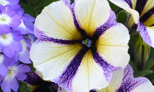 5, 10 or 20 Petunia Blueberry Muffin Plug Plants