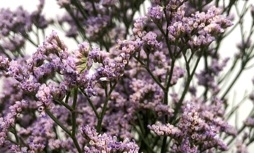 Image 2: One or Three Limonium 'Dazzle Rocks' Potted Plants