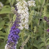 Image 1: Tricolour Buddleia Butterfly Bush