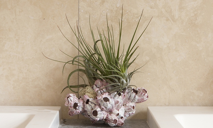 Image 5: Air Plant Arrangement