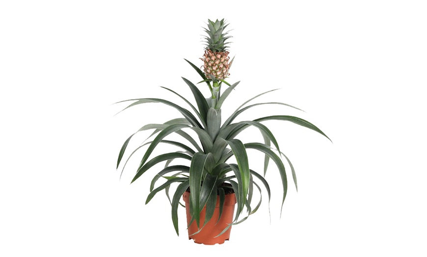 Image 2: Plante ananas "Mi Amigo"