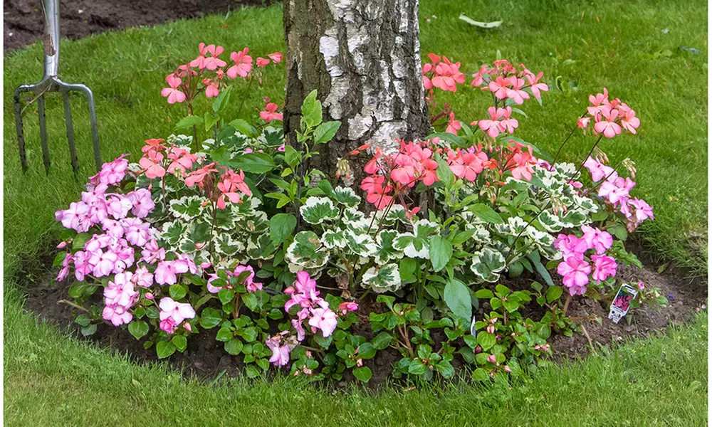 Shady Tree Pre-Seeded Flower Mat (1-, 2-, or 3-Pack) - Primary Image