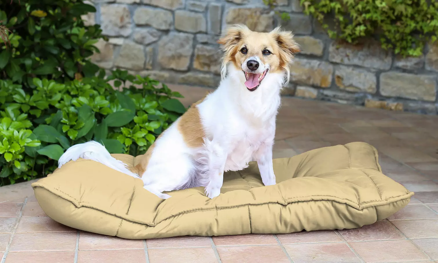 1, 2 o 3 almohadas Maxy para mascotas - Primary Image