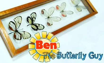 $22 for $45 Worth of Butterfly-Art Decorations from Ben the Butterfly Guy  - Primary Image