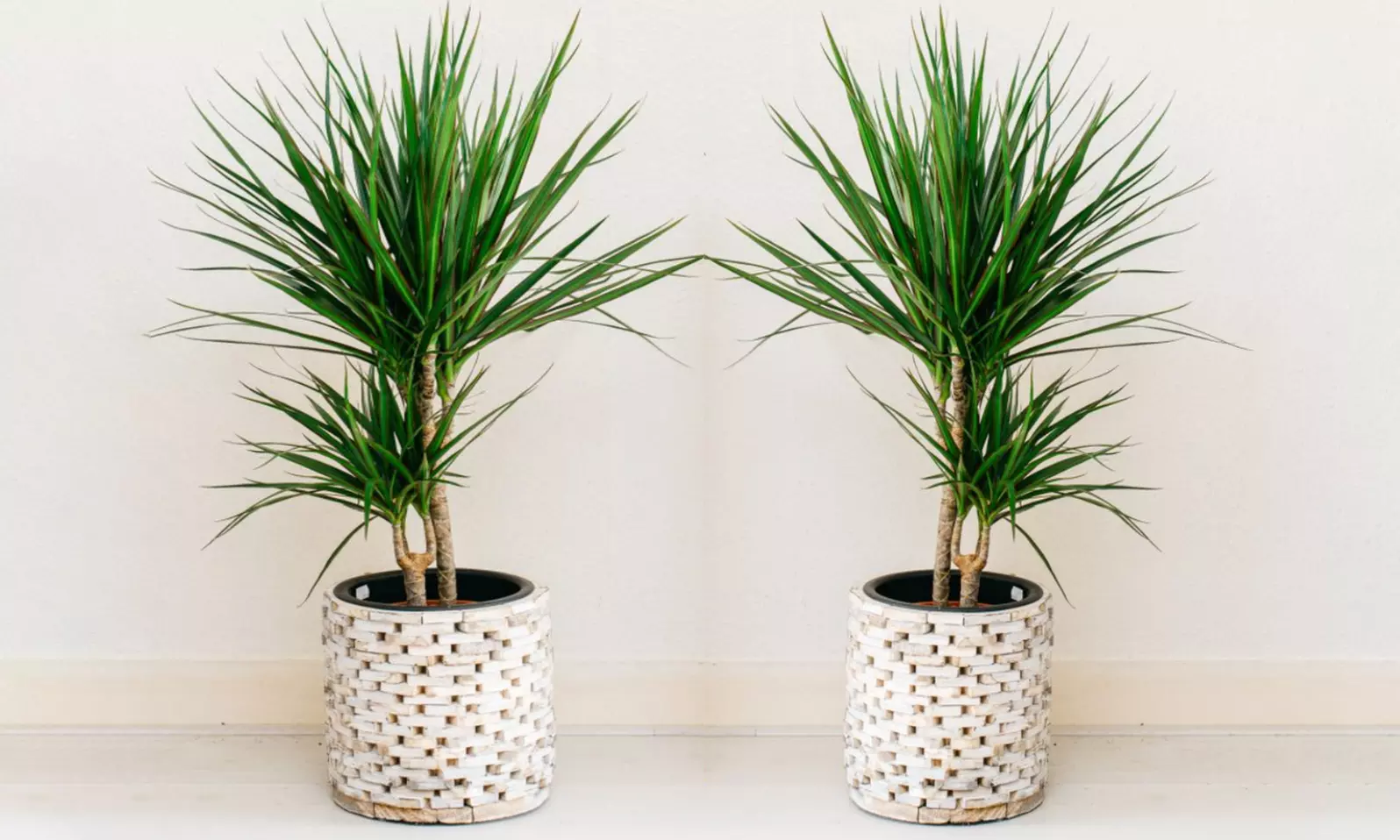 1 ou 2 plants de Dracaena Marginata 75-80 cm, pot inclus - Primary Image