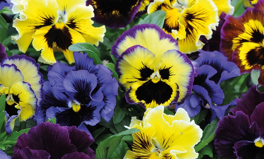 Image 4: 24 or 48 Pansy Frizzle Sizzle Mixed Collection Plants