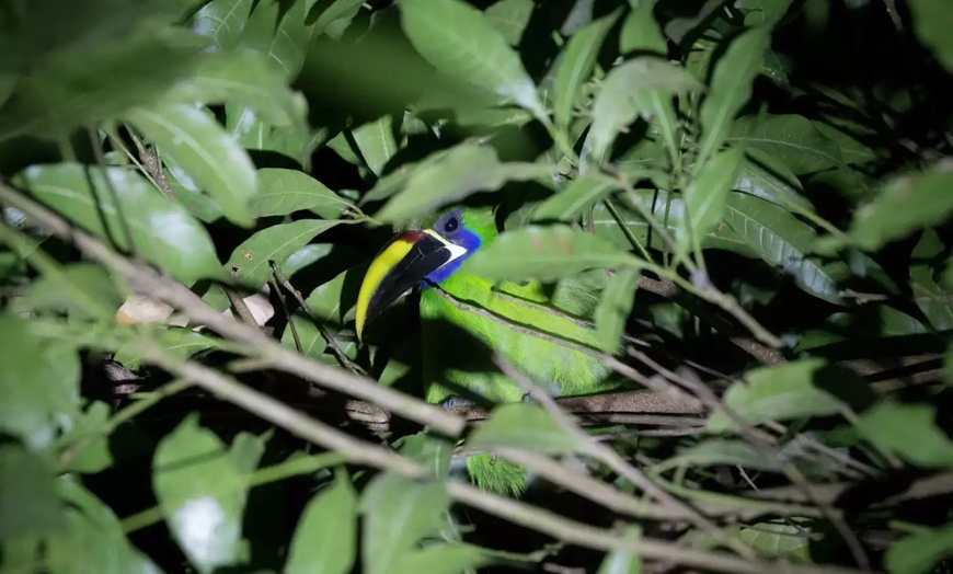 Image 13: ✈ 8-Day Tour of Costa Rica with Air from Great Value Vacations